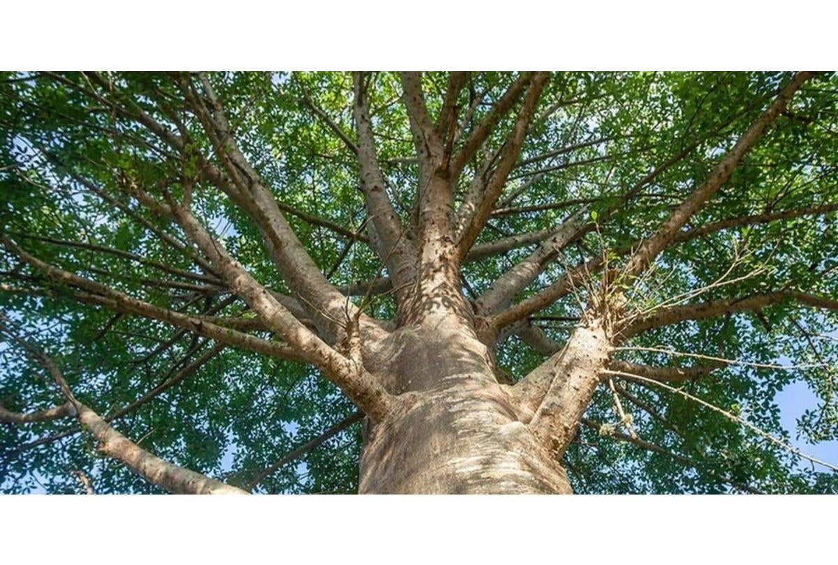 荒漠屹立千年：滿載生命能量的猴麵包樹