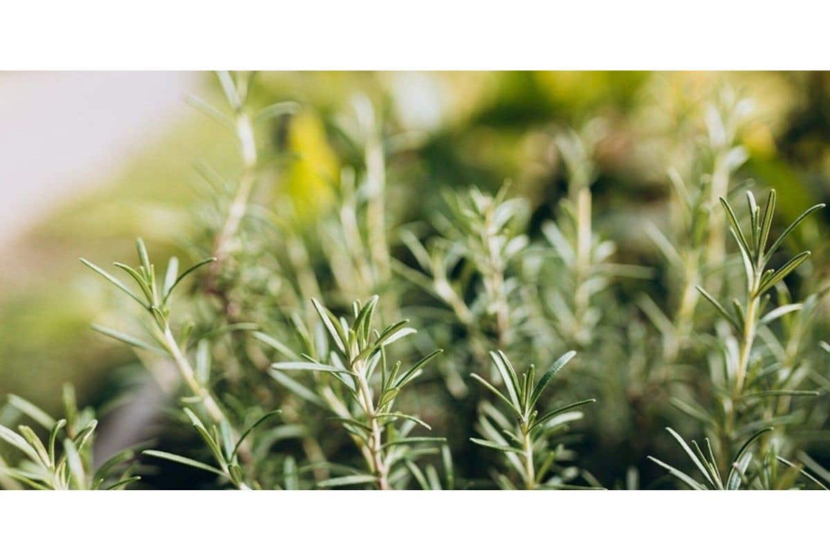 地中海藍色朝露：淨化聖草迷迭香